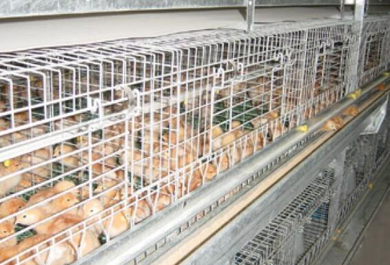 肉鸡笼，育雏育成笼，鸡笼，养猪设备，蛋鸡笼